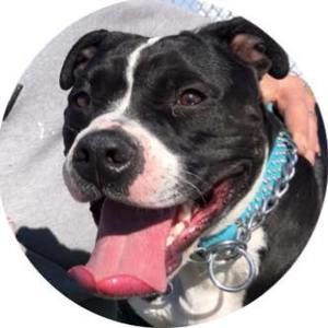 Meet your Posher, Steve